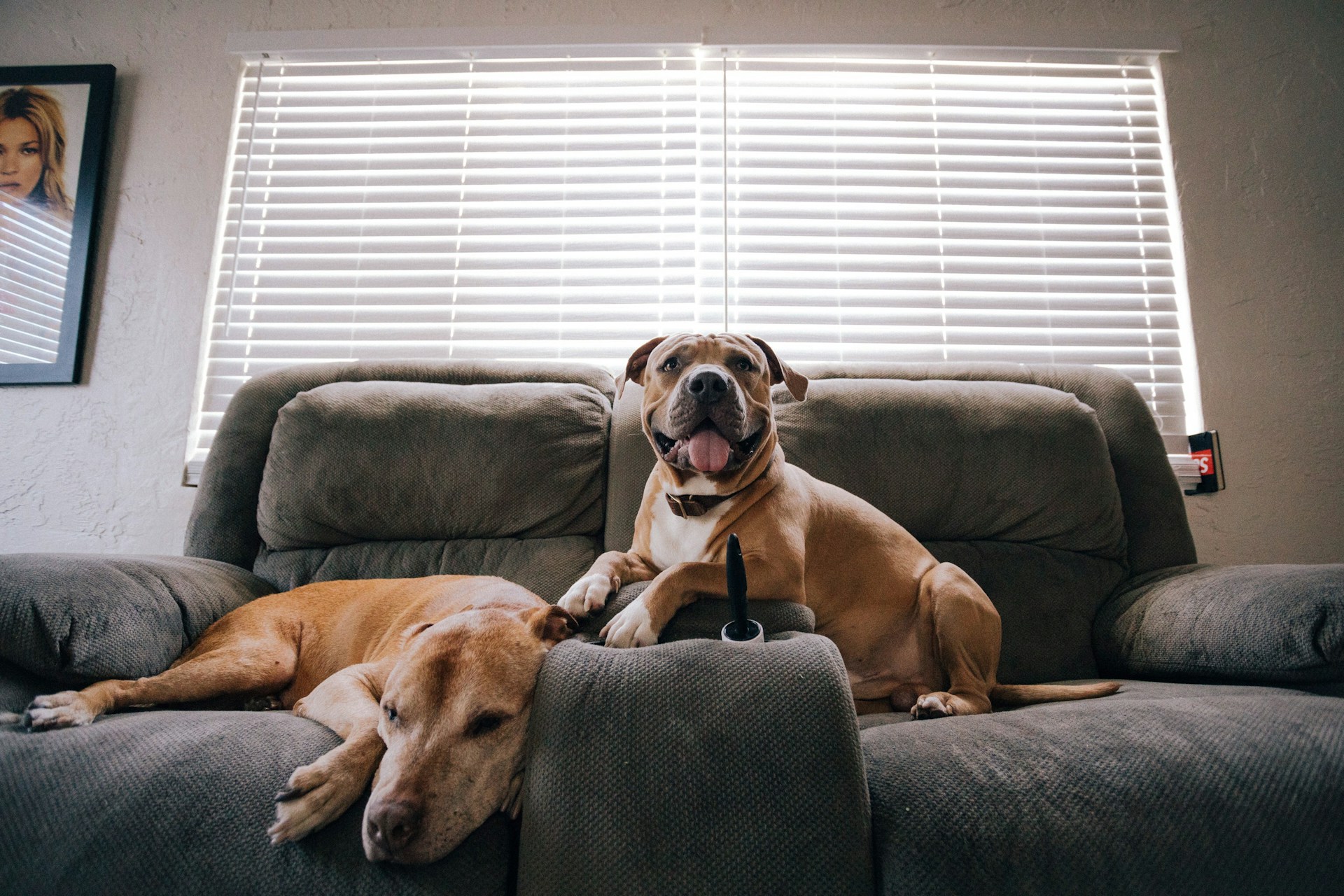 dogs on the couch